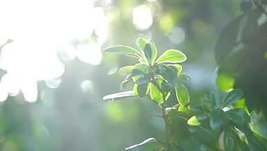 植物阳光草地绿色生机视频的预览图